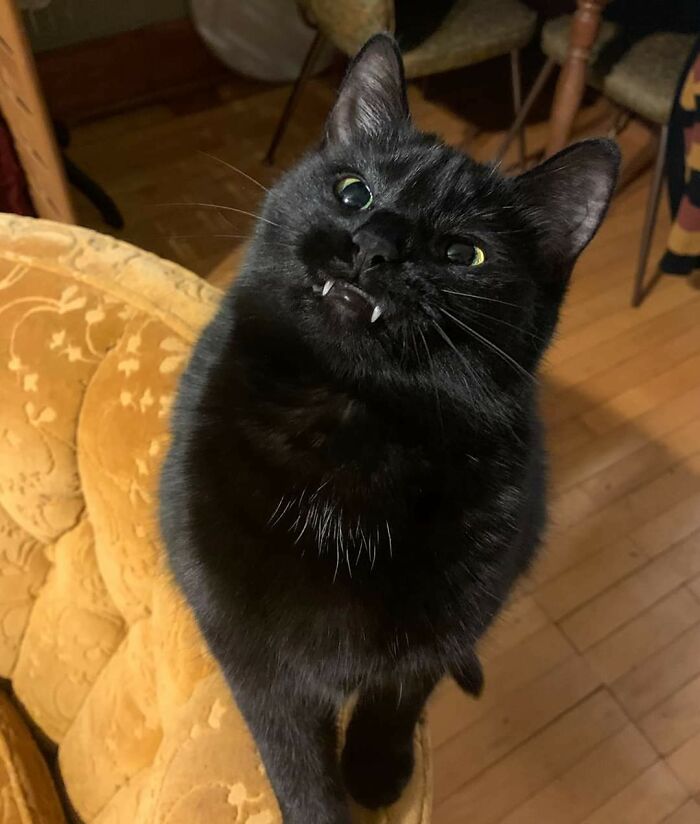 99 Of The Most Amusing Animal Faces To Make Your Day