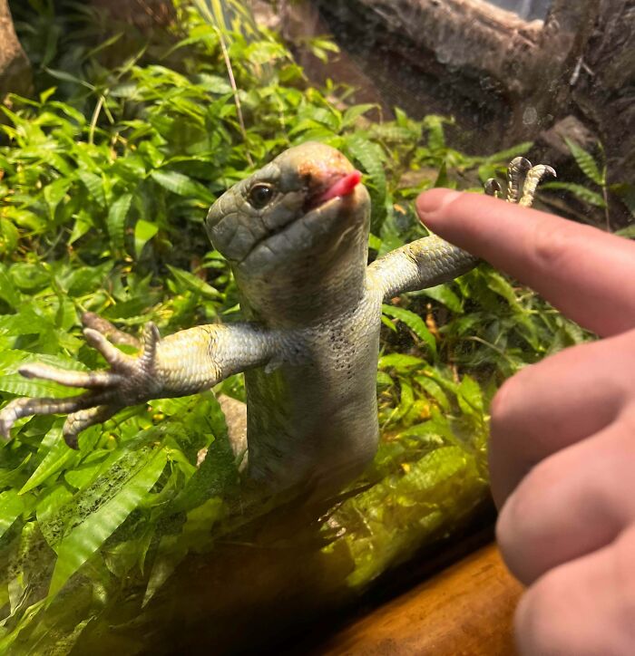 99 Of The Most Amusing Animal Faces To Make Your Day
