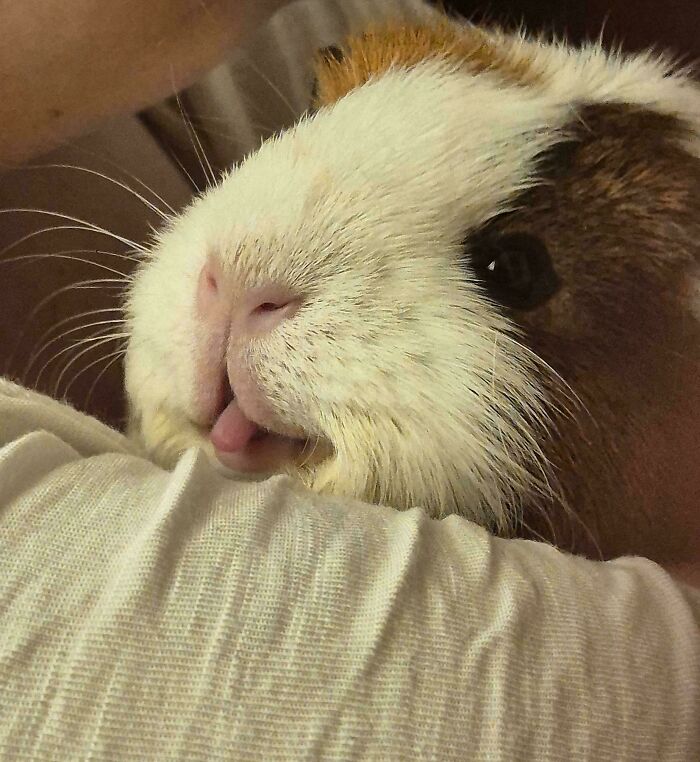 99 Of The Most Amusing Animal Faces To Make Your Day