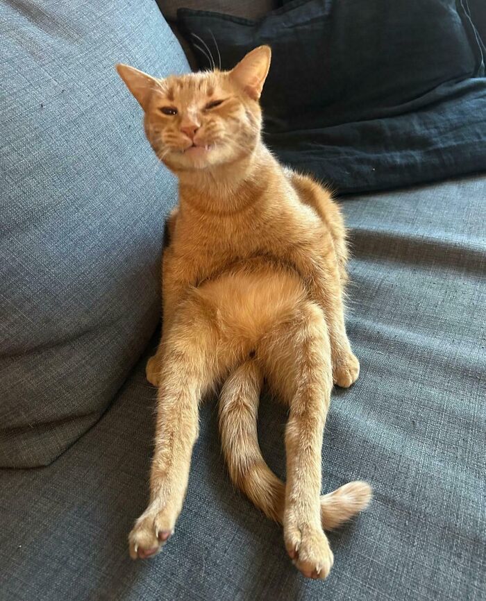99 Of The Most Amusing Animal Faces To Make Your Day