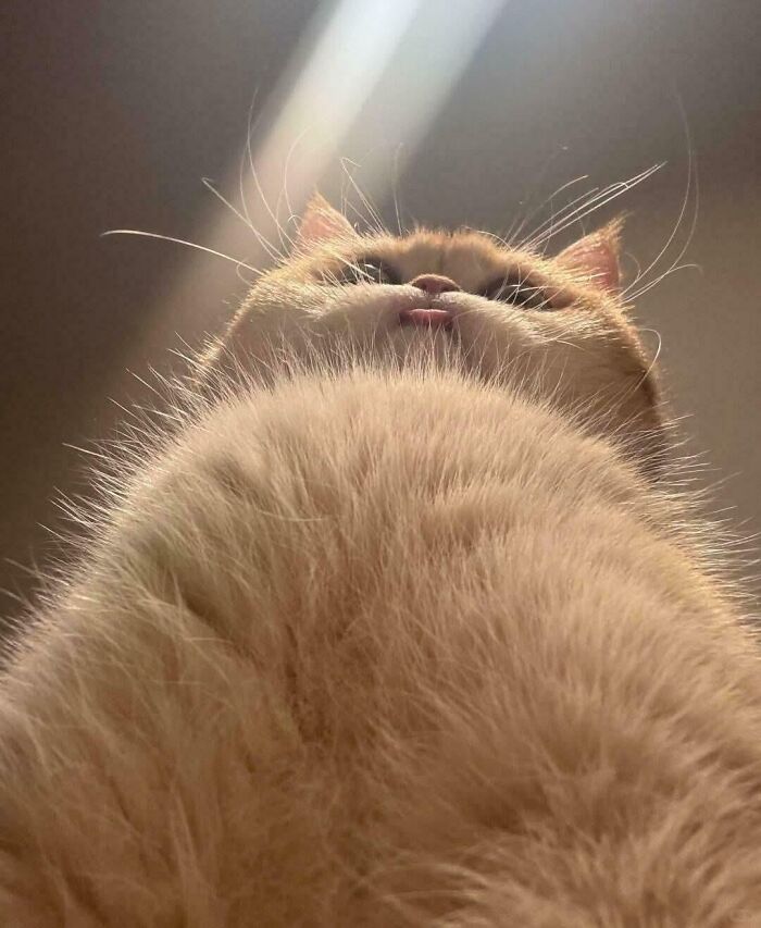 99 Of The Most Amusing Animal Faces To Make Your Day