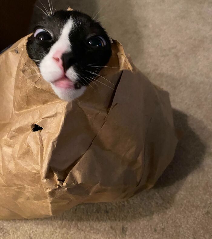 99 Of The Most Amusing Animal Faces To Make Your Day