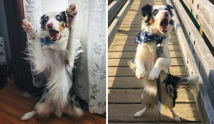 99 Of The Most Amusing Animal Faces To Make Your Day