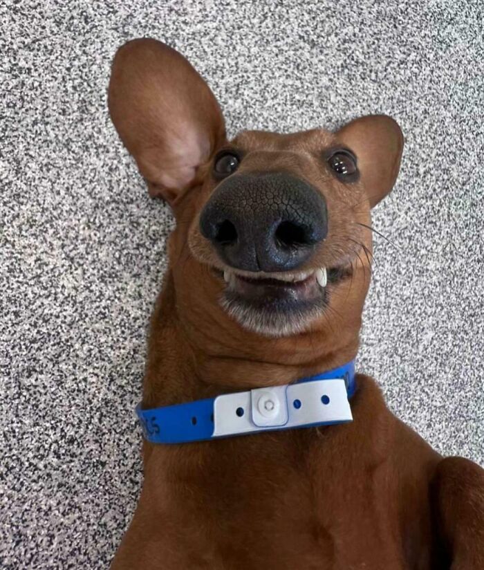 99 Of The Most Amusing Animal Faces To Make Your Day