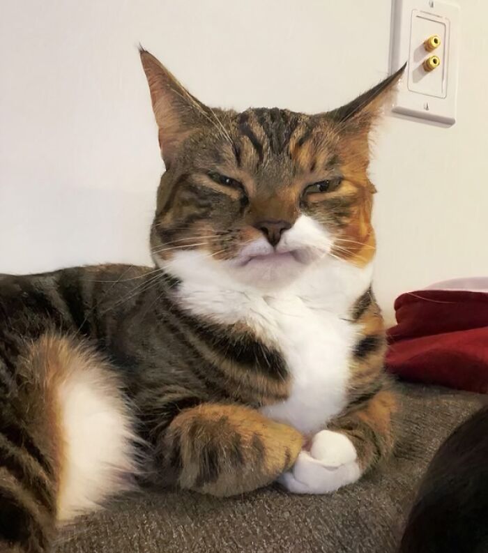 99 Of The Most Amusing Animal Faces To Make Your Day
