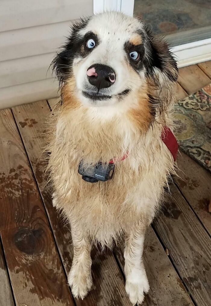 99 Of The Most Amusing Animal Faces To Make Your Day