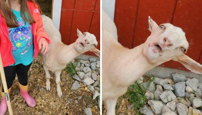 99 Of The Most Amusing Animal Faces To Make Your Day