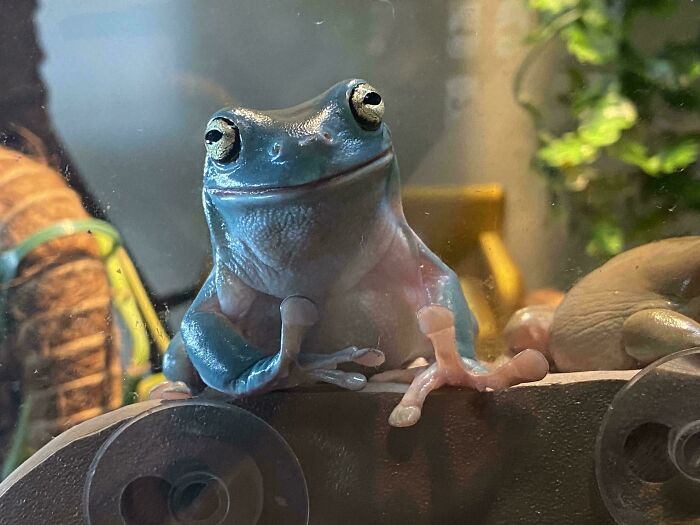 99 Of The Most Amusing Animal Faces To Make Your Day