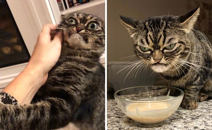 99 Of The Most Amusing Animal Faces To Make Your Day