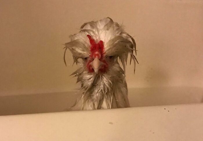 99 Of The Most Amusing Animal Faces To Make Your Day