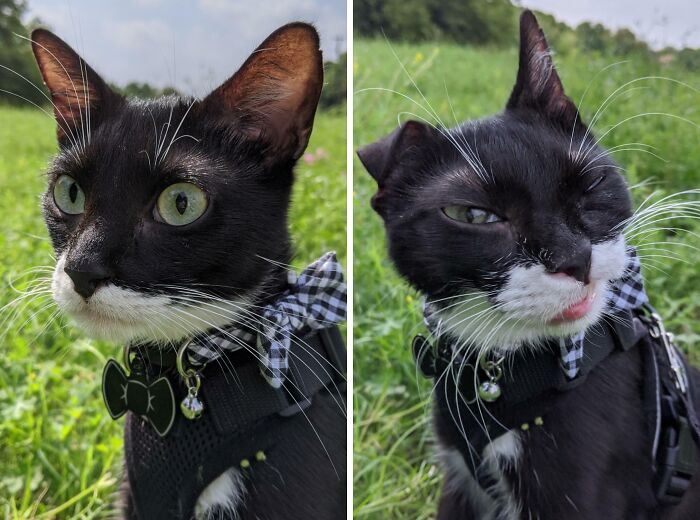 99 Of The Most Amusing Animal Faces To Make Your Day