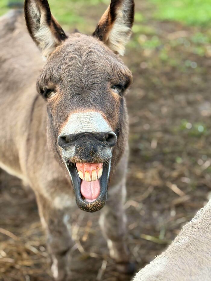 99 Of The Most Amusing Animal Faces To Make Your Day