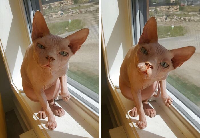 99 Of The Most Amusing Animal Faces To Make Your Day