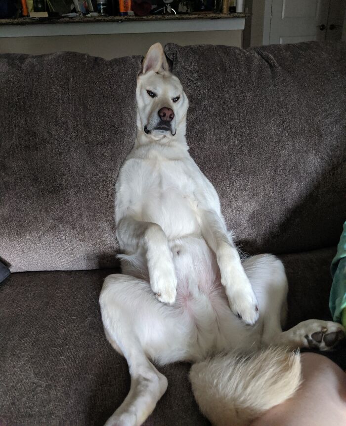 99 Of The Most Amusing Animal Faces To Make Your Day