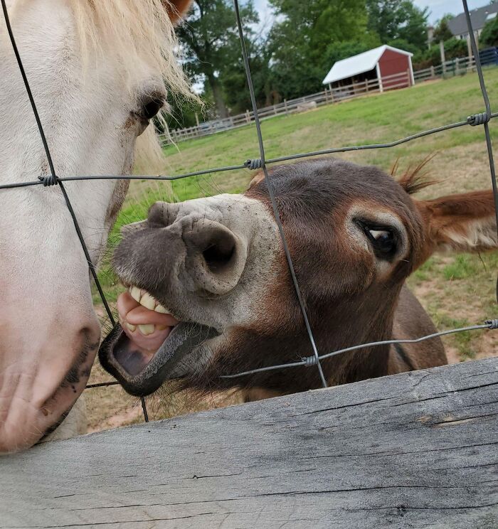 99 Of The Most Amusing Animal Faces To Make Your Day