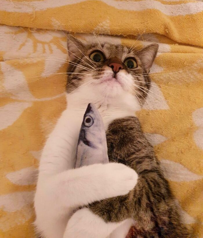 99 Of The Most Amusing Animal Faces To Make Your Day