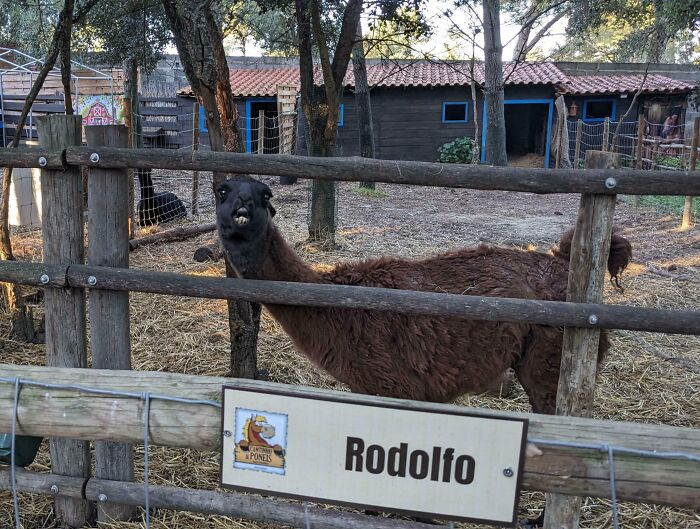 99 Of The Most Amusing Animal Faces To Make Your Day