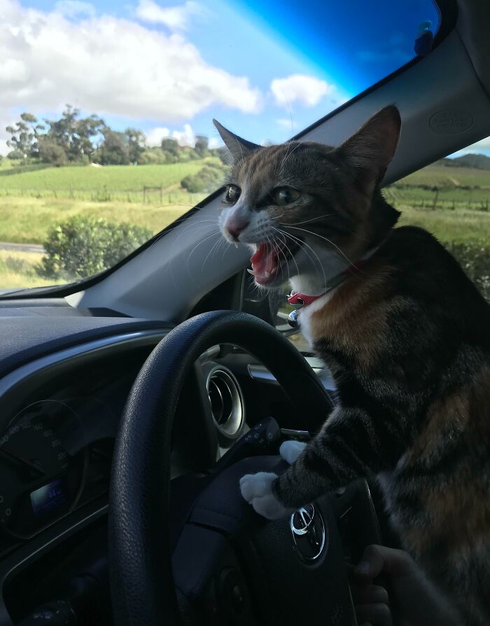 99 Of The Most Amusing Animal Faces To Make Your Day