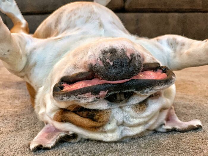 99 Of The Most Amusing Animal Faces To Make Your Day