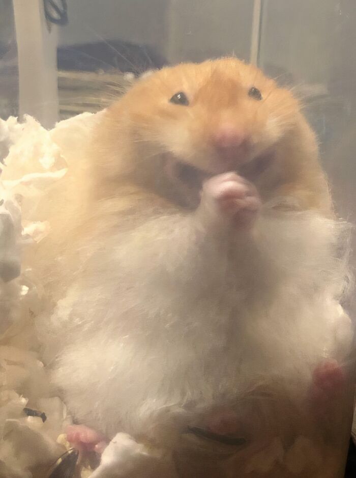 99 Of The Most Amusing Animal Faces To Make Your Day