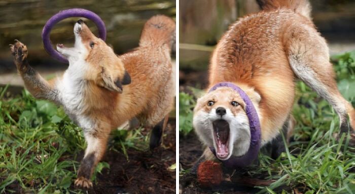 99 Of The Most Amusing Animal Faces To Make Your Day