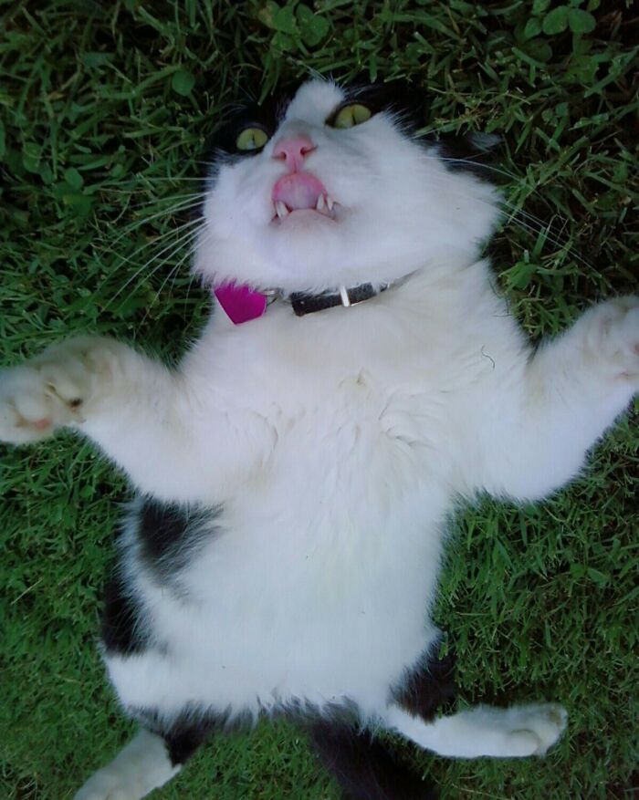 99 Of The Most Amusing Animal Faces To Make Your Day