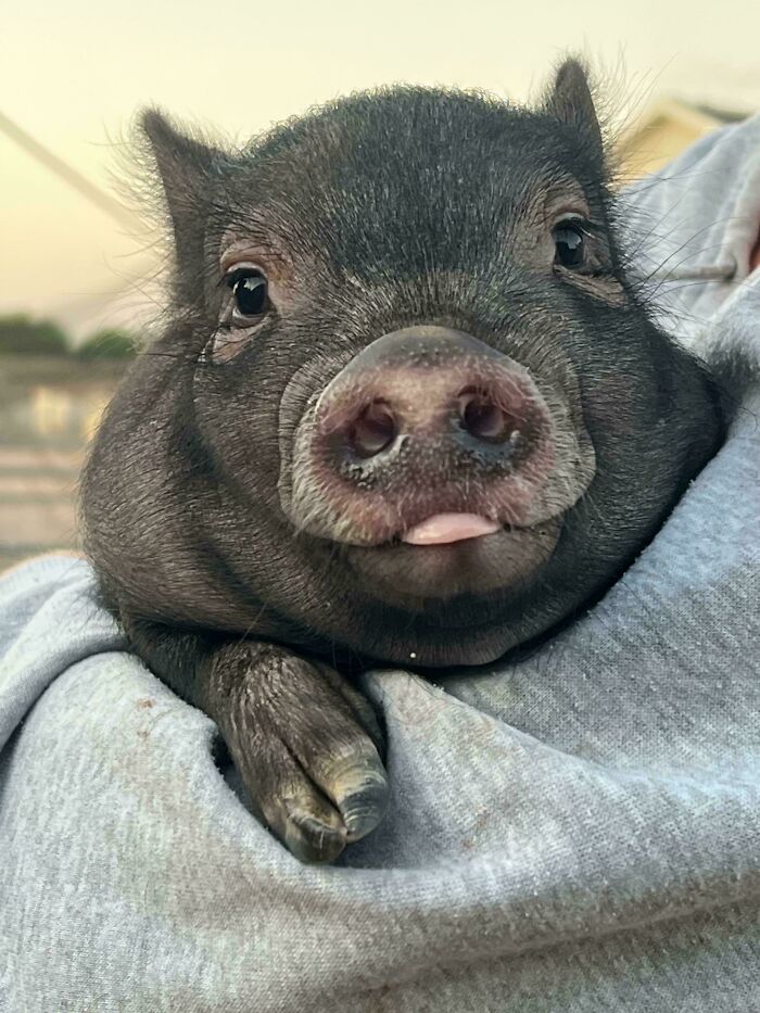 99 Of The Most Amusing Animal Faces To Make Your Day
