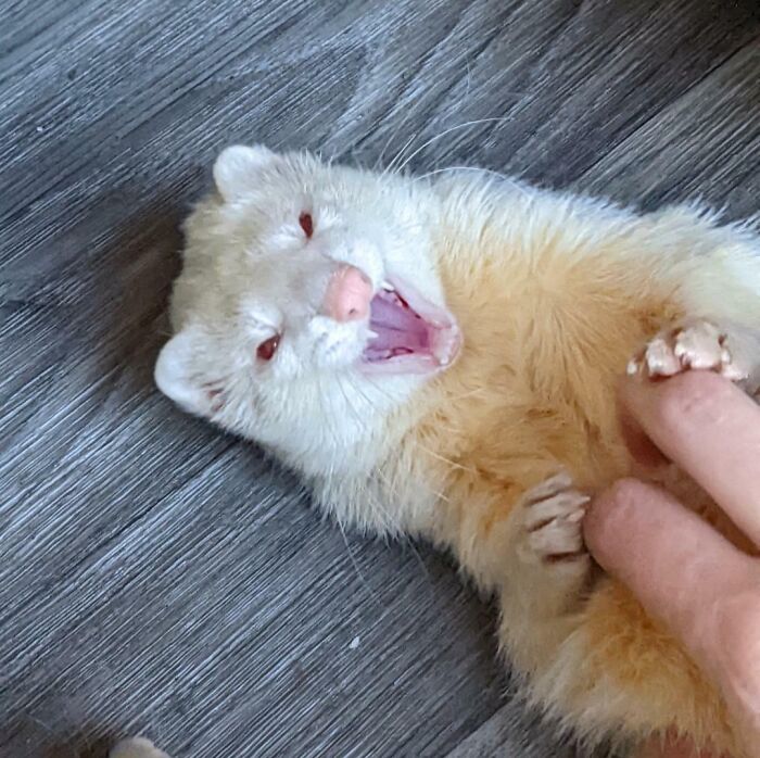 99 Of The Most Amusing Animal Faces To Make Your Day
