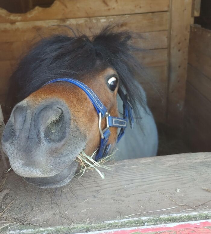 99 Of The Most Amusing Animal Faces To Make Your Day