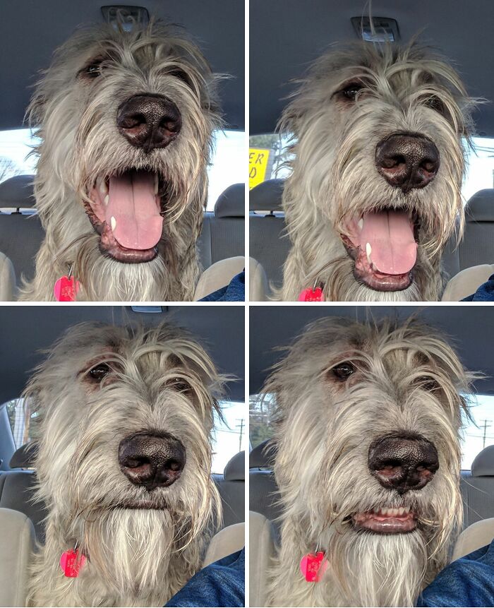 99 Of The Most Amusing Animal Faces To Make Your Day