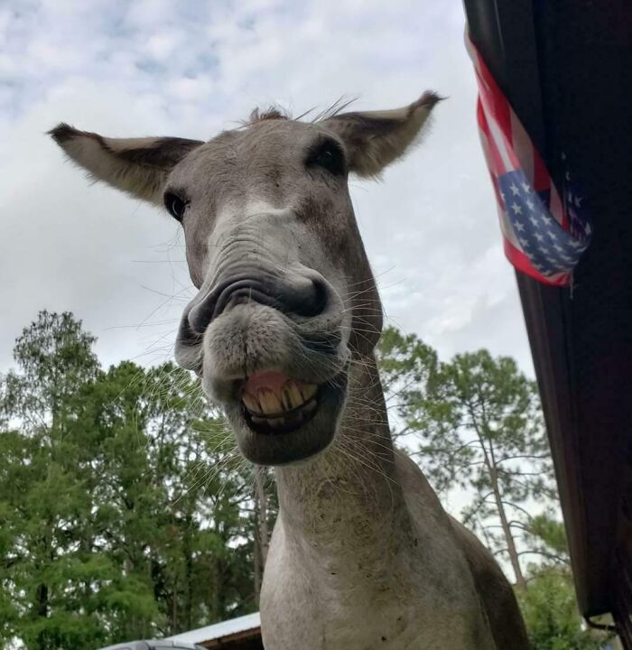 99 Of The Most Amusing Animal Faces To Make Your Day