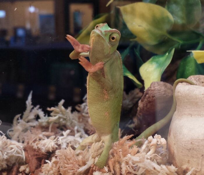 99 Of The Most Amusing Animal Faces To Make Your Day