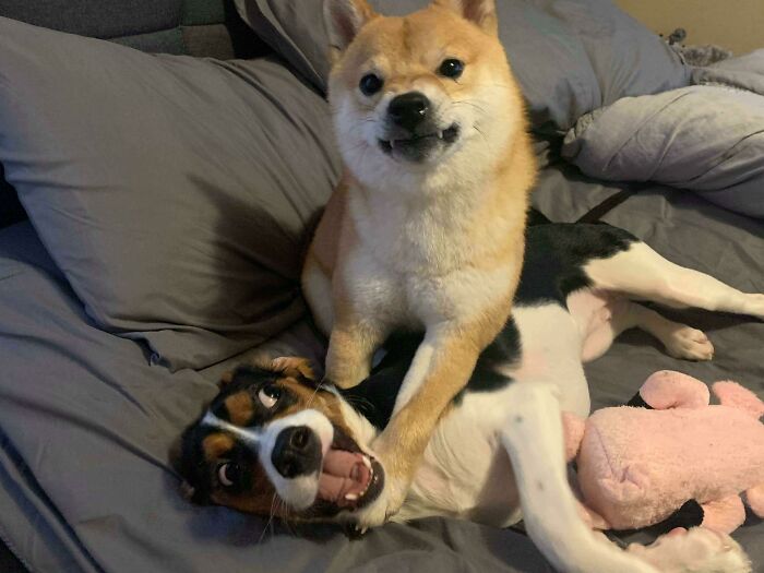 99 Of The Most Amusing Animal Faces To Make Your Day