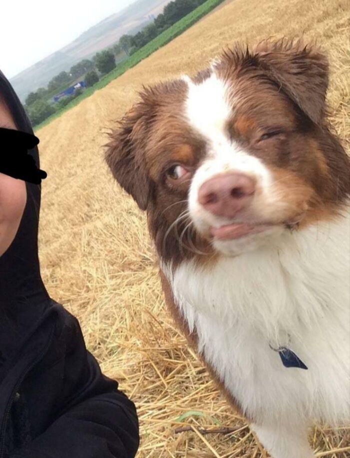 99 Of The Most Amusing Animal Faces To Make Your Day