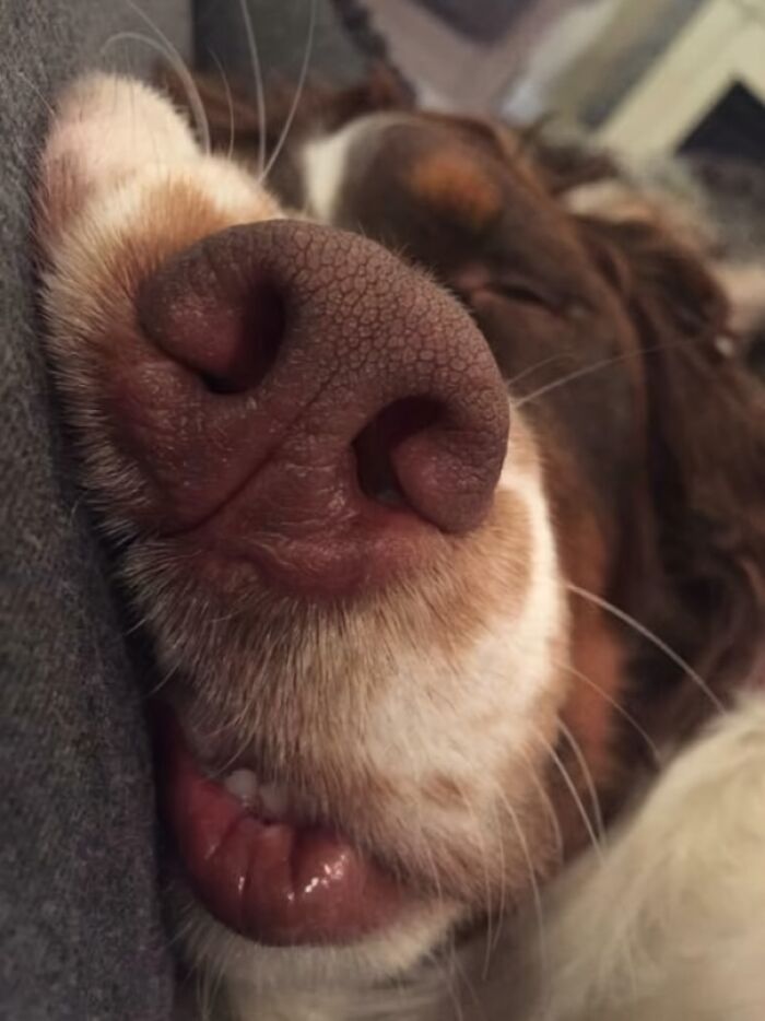 99 Of The Most Amusing Animal Faces To Make Your Day