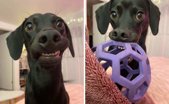 99 Of The Most Amusing Animal Faces To Make Your Day