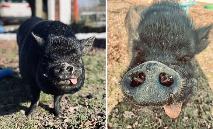 99 Of The Most Amusing Animal Faces To Make Your Day