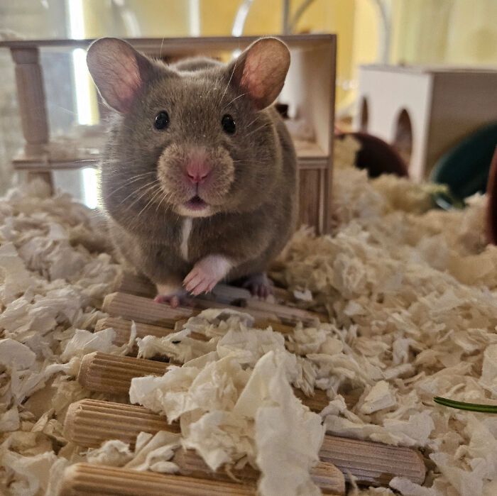 99 Of The Most Amusing Animal Faces To Make Your Day