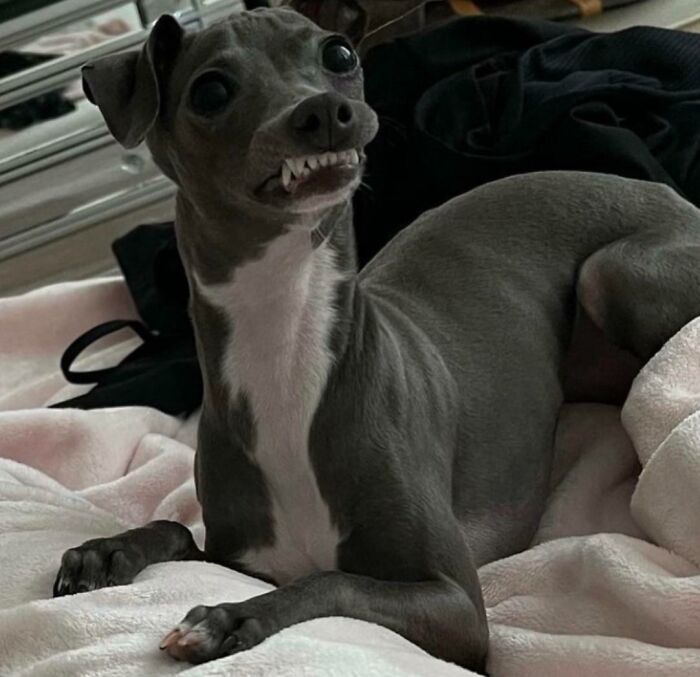 99 Of The Most Amusing Animal Faces To Make Your Day