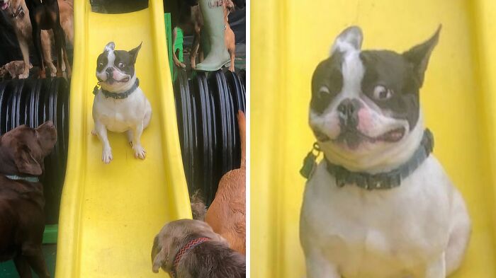 99 Of The Most Amusing Animal Faces To Make Your Day