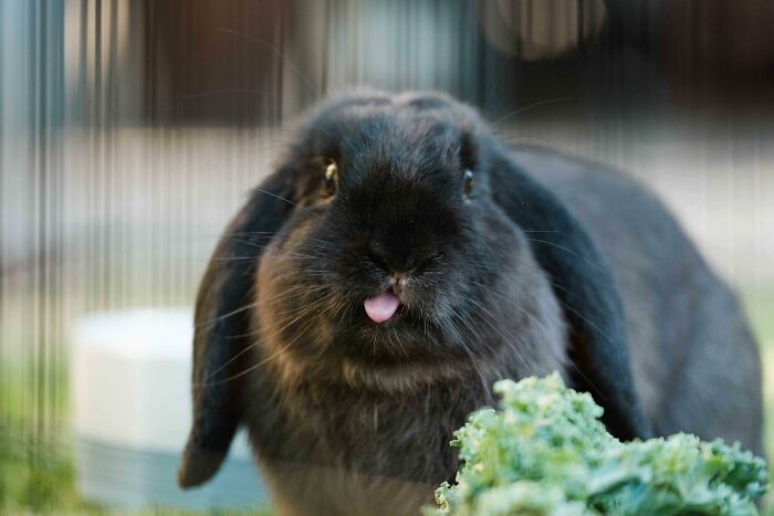99 Of The Most Amusing Animal Faces To Make Your Day