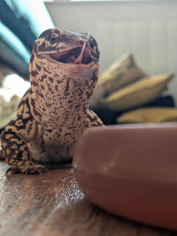 99 Of The Most Amusing Animal Faces To Make Your Day