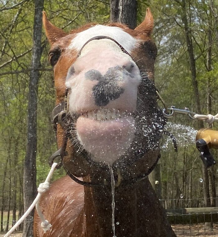 99 Of The Most Amusing Animal Faces To Make Your Day