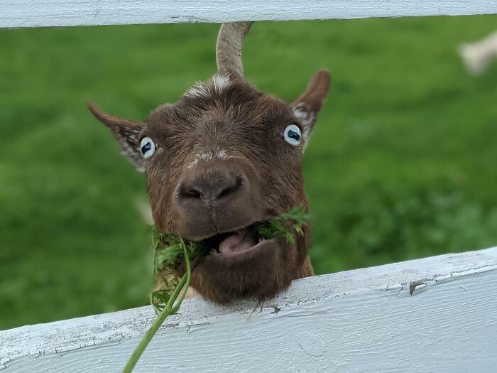 99 Of The Most Amusing Animal Faces To Make Your Day