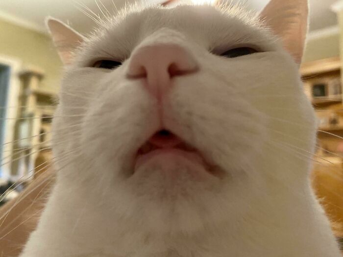99 Of The Most Amusing Animal Faces To Make Your Day