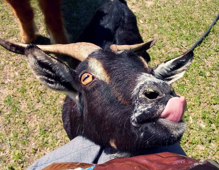 99 Of The Most Amusing Animal Faces To Make Your Day