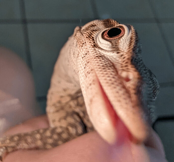 99 Of The Most Amusing Animal Faces To Make Your Day