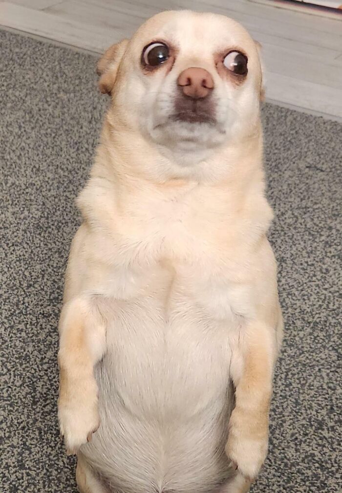 99 Of The Most Amusing Animal Faces To Make Your Day