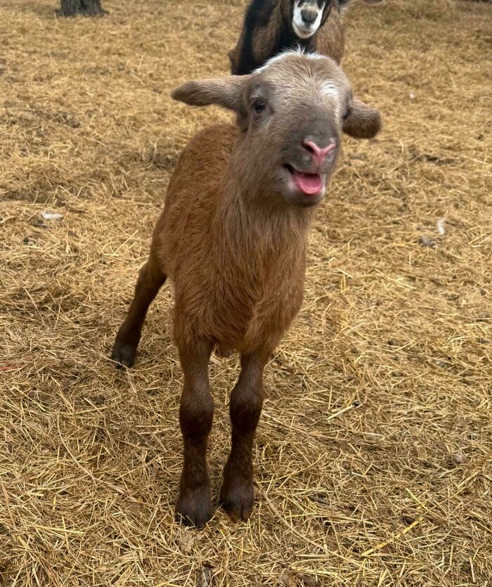 99 Of The Most Amusing Animal Faces To Make Your Day