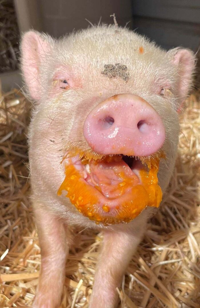 99 Of The Most Amusing Animal Faces To Make Your Day